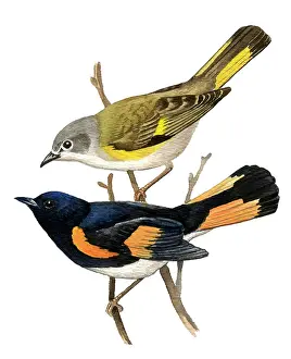 Ruticilla: American Redstart
