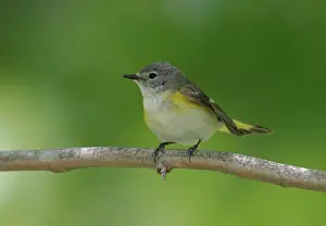 Ruticilla: American Redstart - female