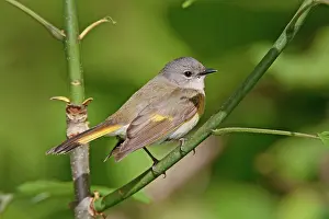 Ruticilla: American Redstart - female