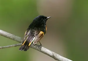 Ruticilla: American Redstart - male