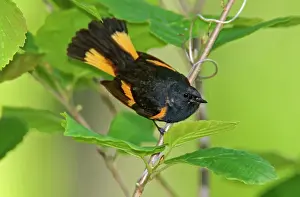 Ruticilla: American Redstart - male