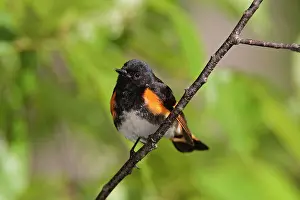 Ruticilla: American Redstart - male