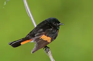 Ruticilla: American Redstart - male