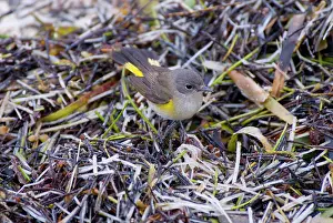 Ruticilla: American Redstart male in first spring plumage