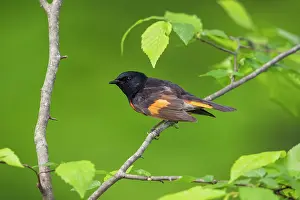 Ruticilla: American Redstart male, Setophaga ruticilla. In Spring forag