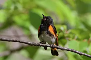 Ruticilla: American Redstart - male singing