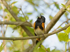 Ruticilla: American Redstart - male singing Setophaga ruticilla