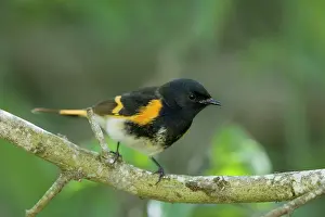 Redstart: American Redstart - male on Spring migration