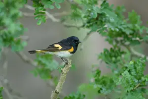 Redstart: American Redstart - male on Spring migration