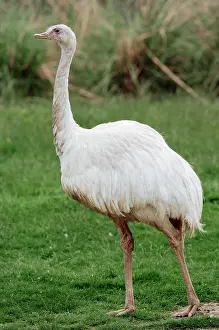 Ratite: American Rhea, Greater Rhea, Common Rhea (Rhea americana)