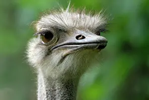 Americana: American Rhea (Rhea americana), portrait, zoo, Bavaria