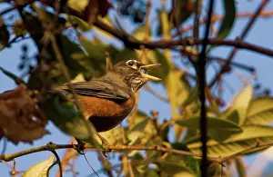 Grapes: American Robin