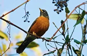Grapes: American Robin