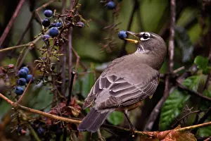Californica: American Robin