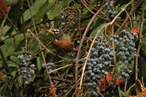 Californica: American Robin