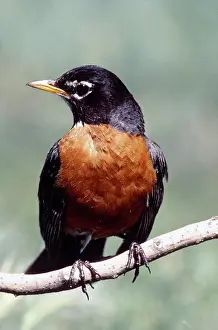 Breast: American Robin