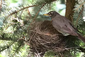 Nestlings: American Robin