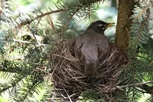 Nestlings: American Robin
