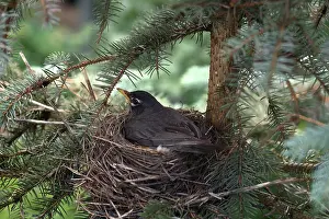 Nestlings: American Robin