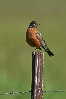 Migratorius: American Robin