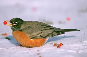 Migratorius: American Robin with berry in its beak