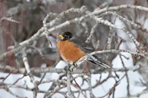 Fluffed: American Robin in early Spring