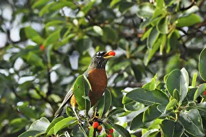 Dispersal: American Robin Eating Berry