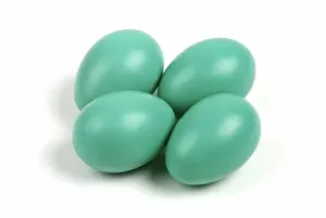 Clutch: American Robin Eggs