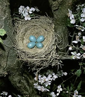 Migratorius: American Robin eggs in nest