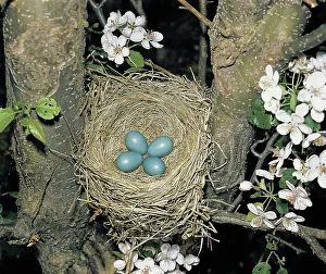 Migratorius: American Robin eggs in nest