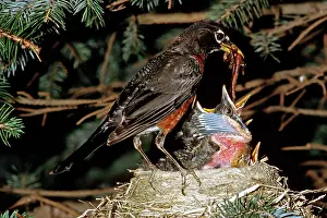 Breast: American Robin Feeding Nestlings