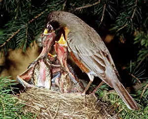 Breast: American Robin Feeding Nestlings