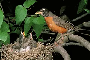 Migratorius: American robin feeding its young