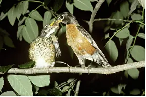 Fledgeling: American Robin feeding young