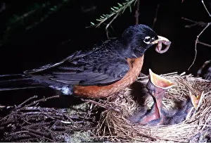 Worms: AMERICAN ROBIN - feeding young at nest