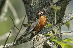 150617: American Robin with food for chicks