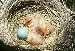 Migratorius: American Robin hatchlings in nest