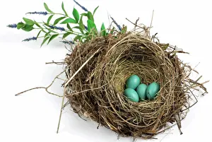 Clutch: American Robin Nest