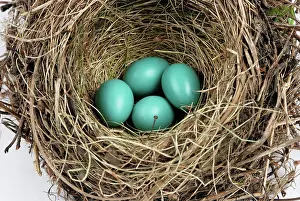 Clutch: American Robin Nest