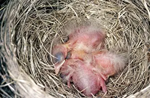 Nestlings: American Robin nestlings