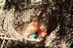 Nestlings: American Robin Nestlings