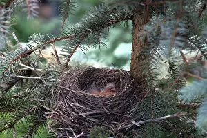 Nestlings: American Robin Nestlings