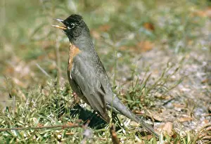 Breast: American Robin Singing