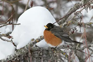Fluffed: American Robin in Snow