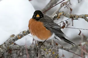 Fluffed: American Robin in snow