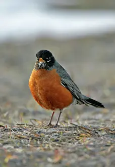 Patches: American Robin in spring meadow with snow patches