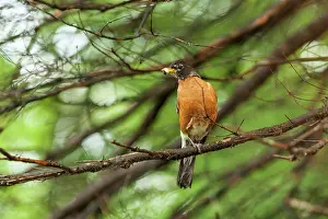 Migratorius: American Robin in a tree with a worm in its beak