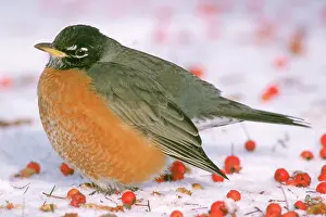 Fluffed: American Robin (Turdus migratorius)