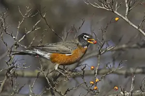 Robin: American Robin (Turdus migratorius), Ohio, USA, North