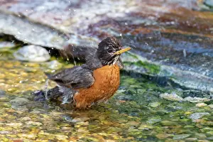 Turdus: American Robin (Turdus migratorius) bathing Marion